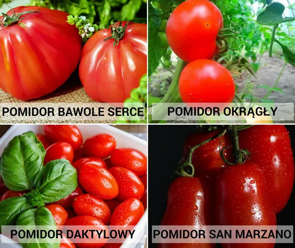 świeże pomidory do zupy odmiany